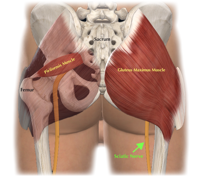 Piriformis and glute cross leg stretch hot sale